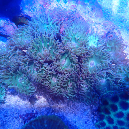 WYSIWYG Duncan Colony