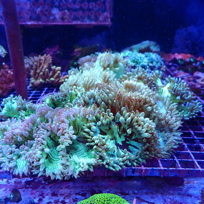 Elegance Coral