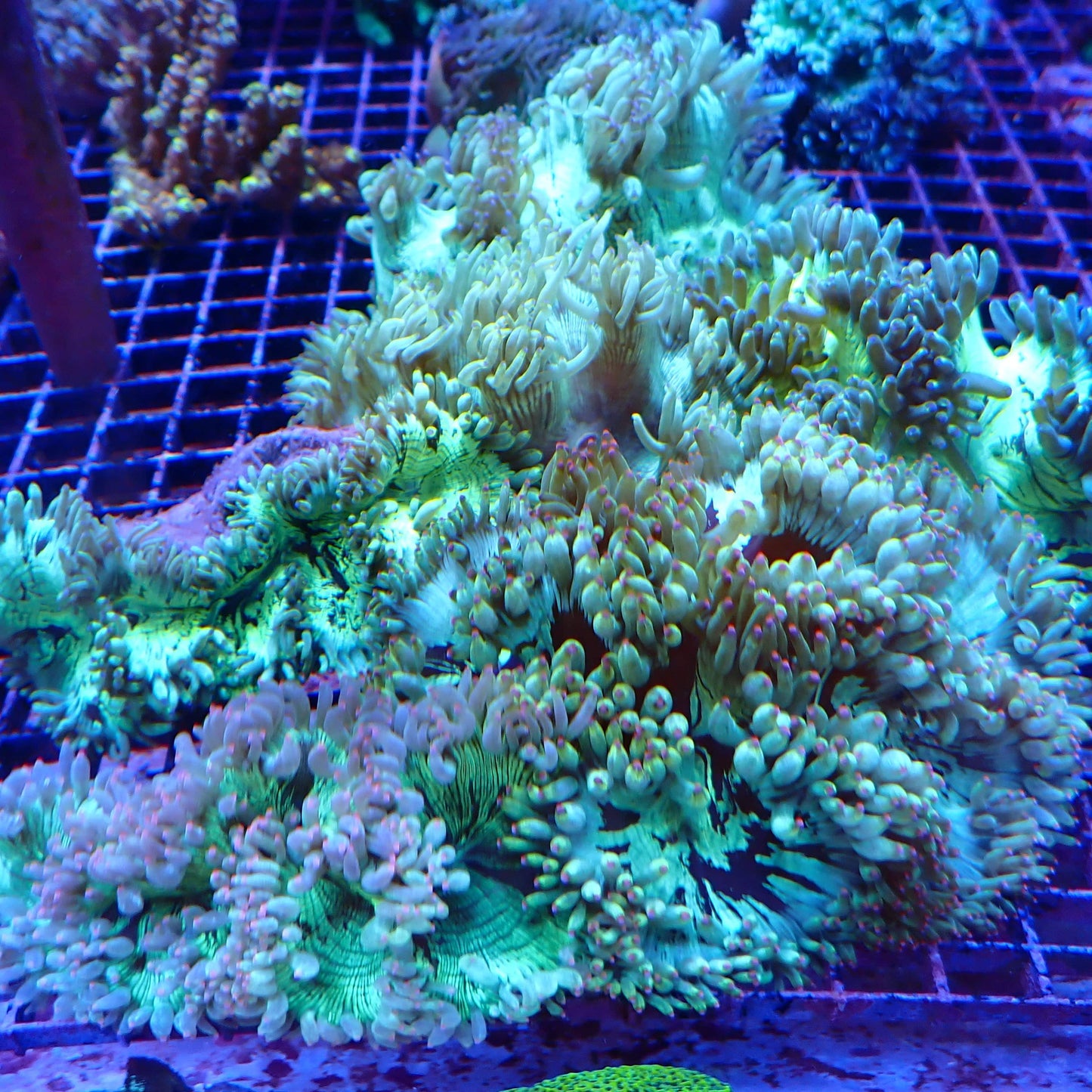 Elegance Coral