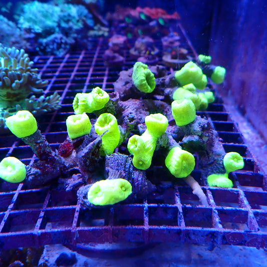 Toxic Green Candy Cane Colony