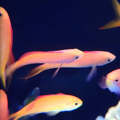 Twotone Anthias