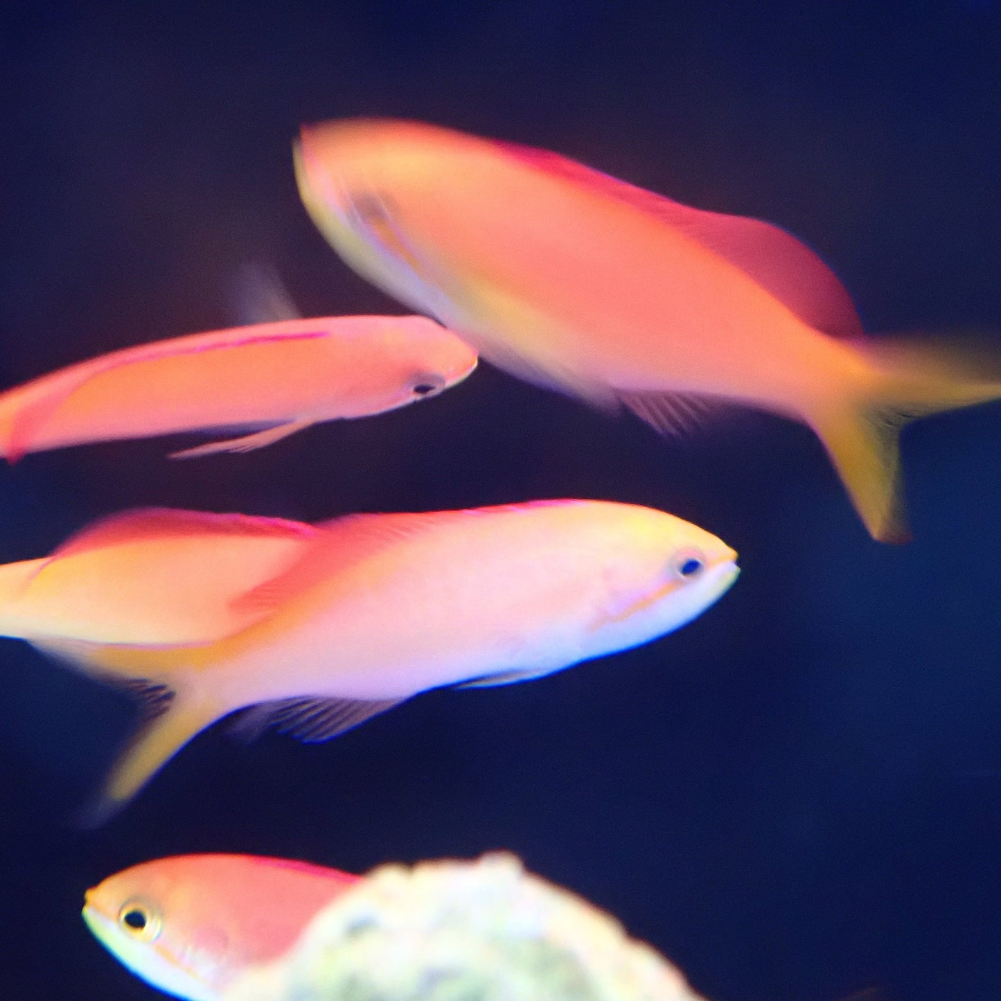 Twotone Anthias