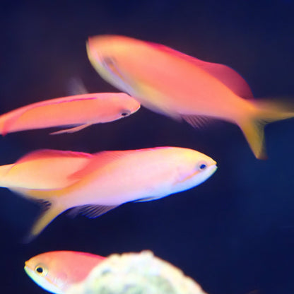 Twotone Anthias
