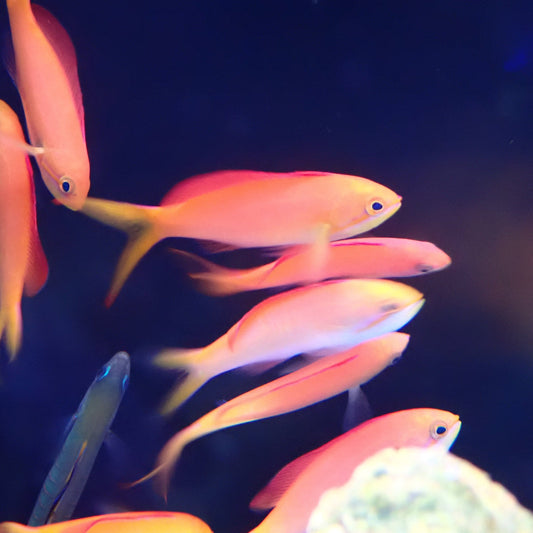 Twotone Anthias