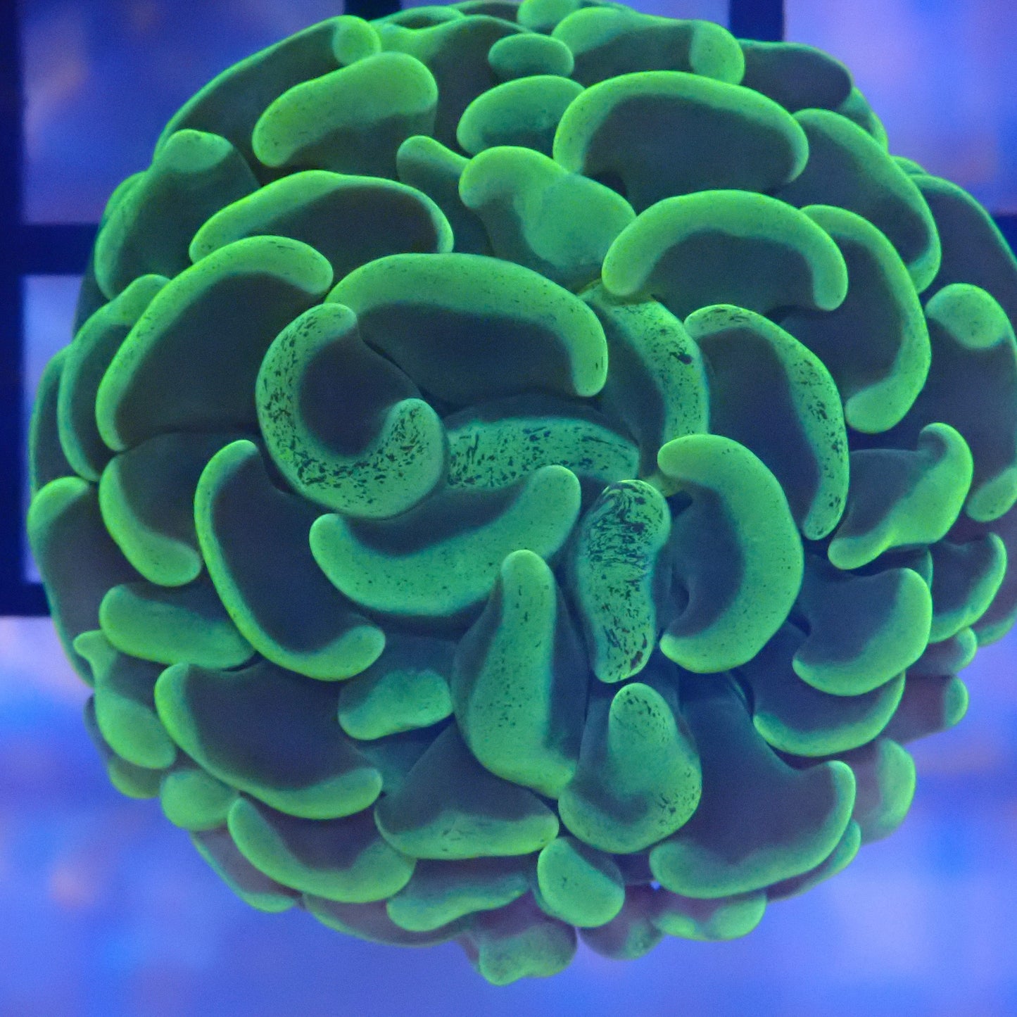 Green Hammer Frag