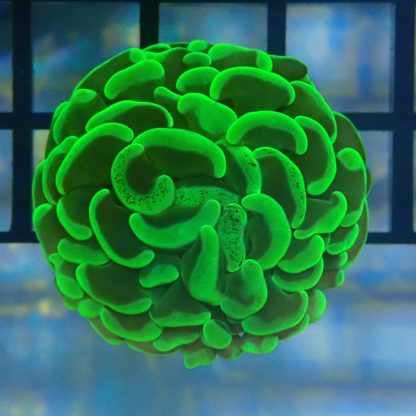 Green Hammer Frag