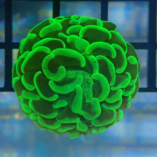 Green Hammer Frag