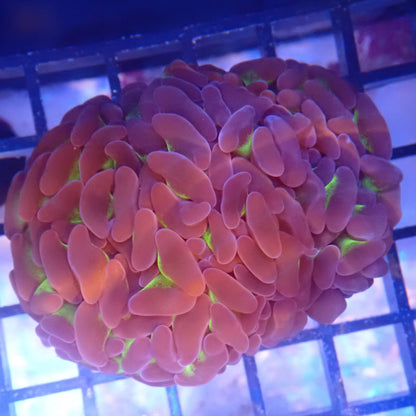 Reverse Hammer Frag