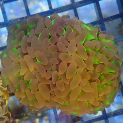 Reverse Hammer Frag