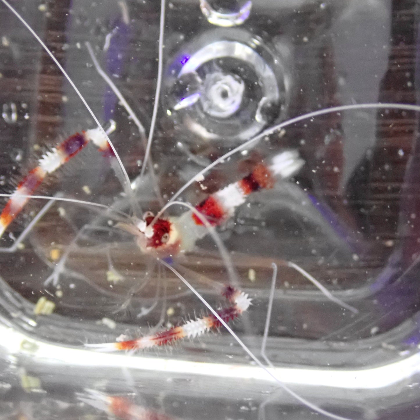 Coral Banded Shrimp