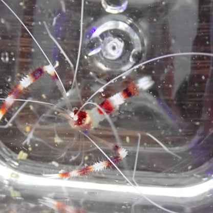 Coral Banded Shrimp