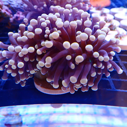 Green Mouth Pink Tip Torch