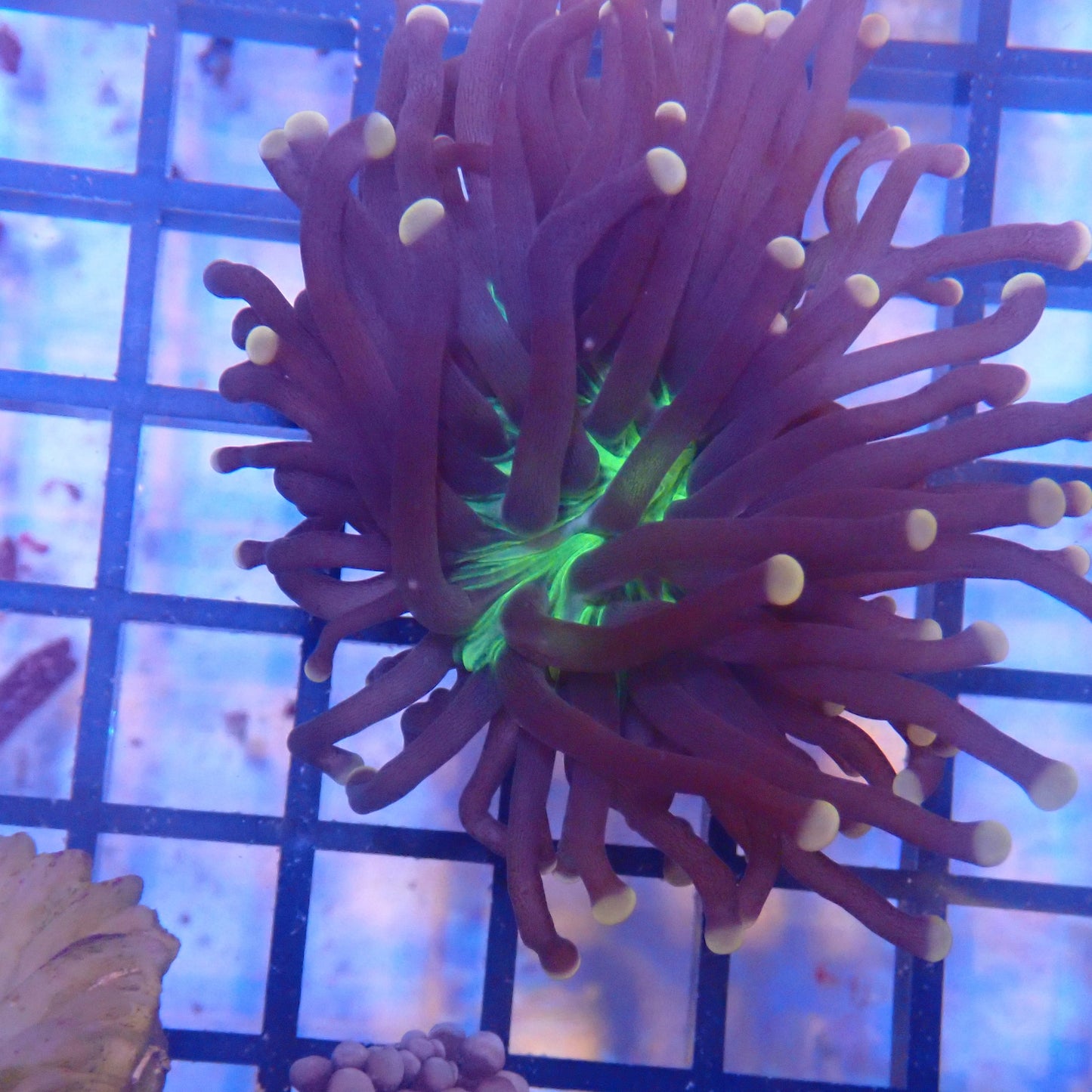 Green Mouth Pink Tip Torch
