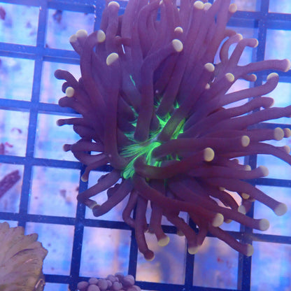 Green Mouth Pink Tip Torch