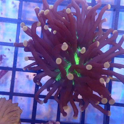 Green Mouth Pink Tip Torch