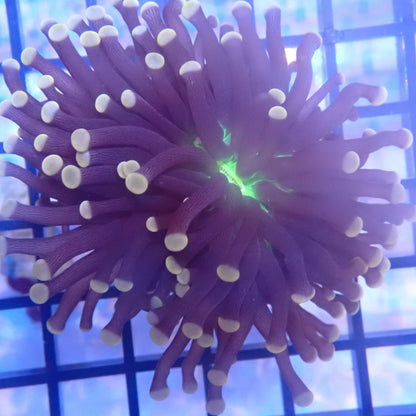 Green Mouth Pink Tip Torch