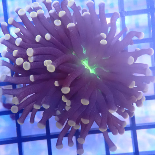Green Mouth Pink Tip Torch