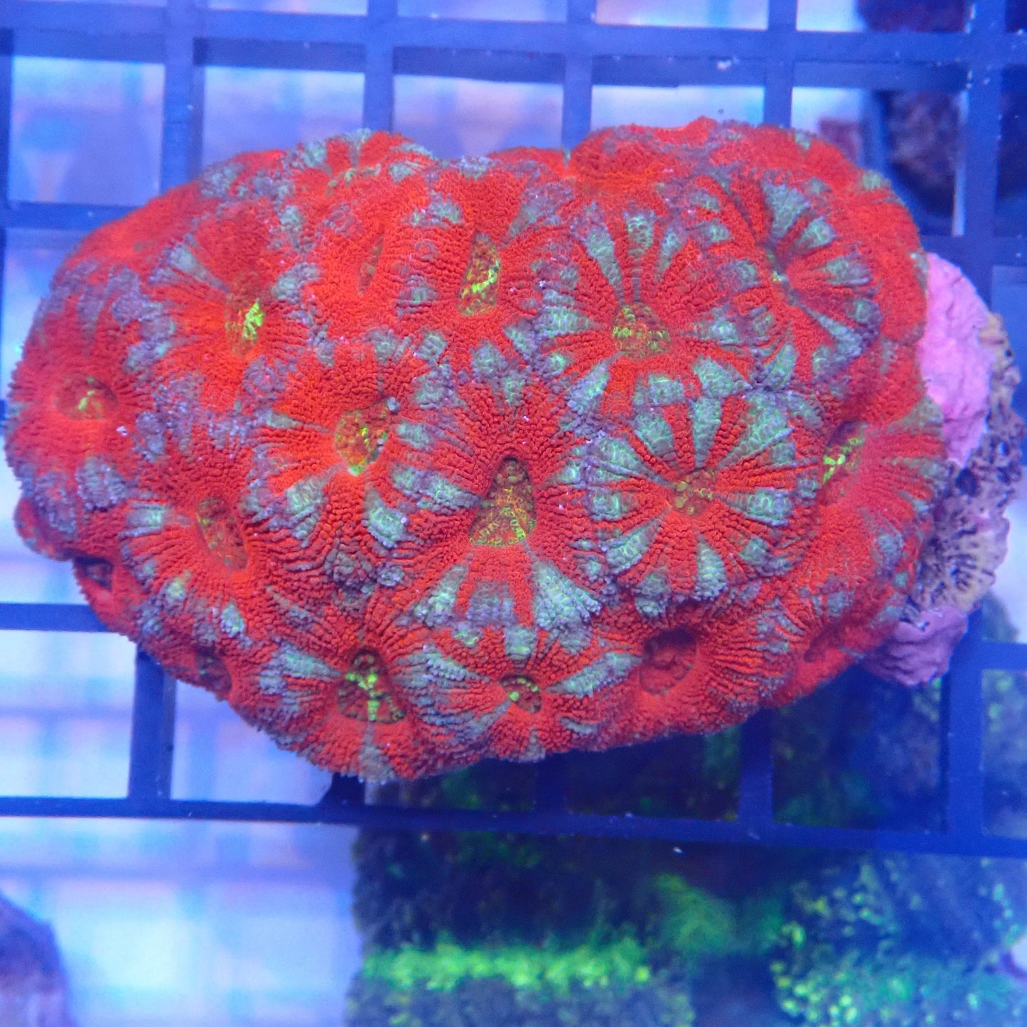 WYSIWYG Acan 004