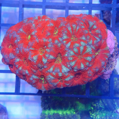 WYSIWYG Acan 004
