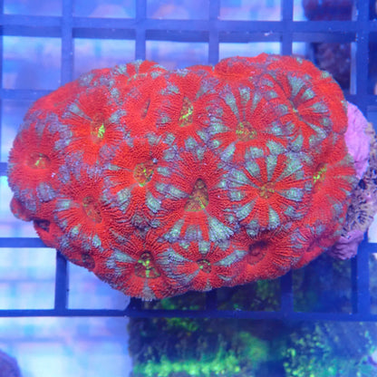 WYSIWYG Acan 004