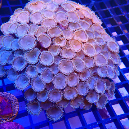 WYSIWYG - Zoa Colony