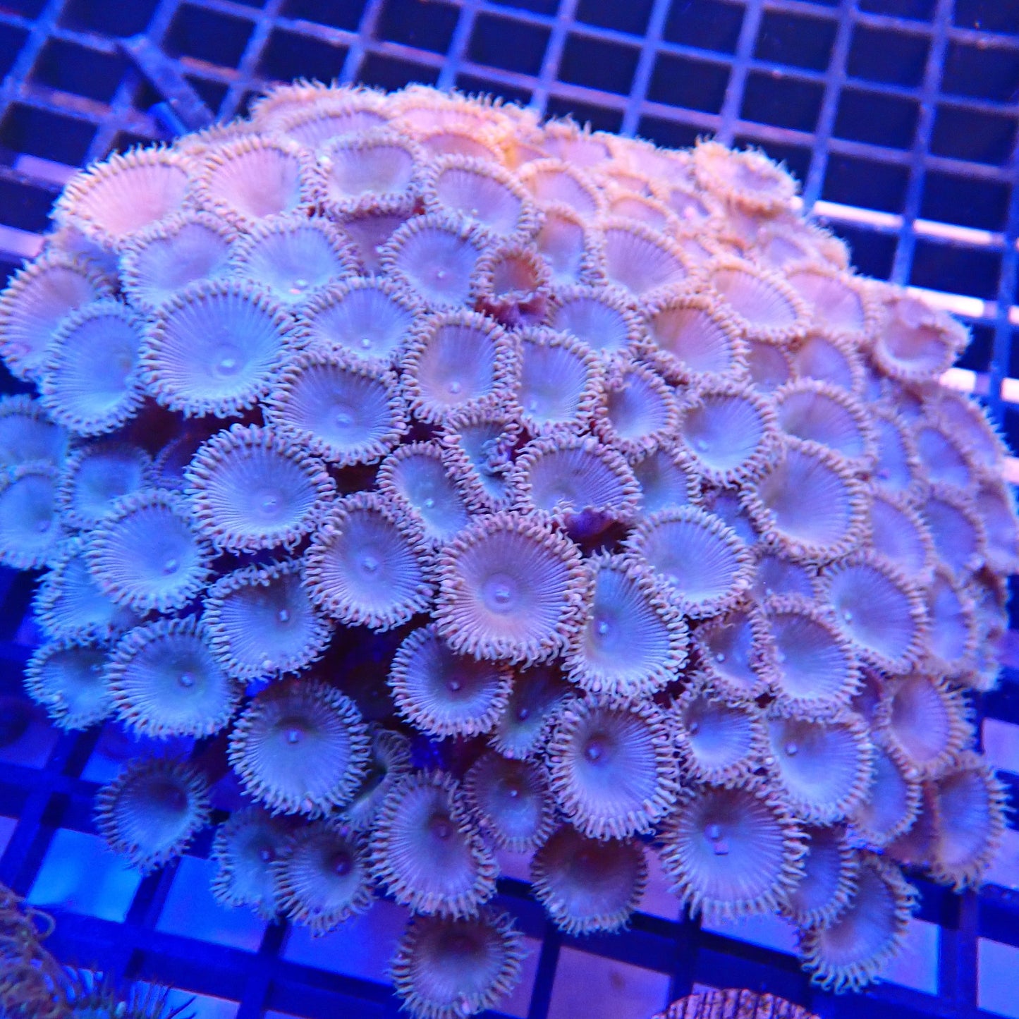 WYSIWYG - Zoa Colony