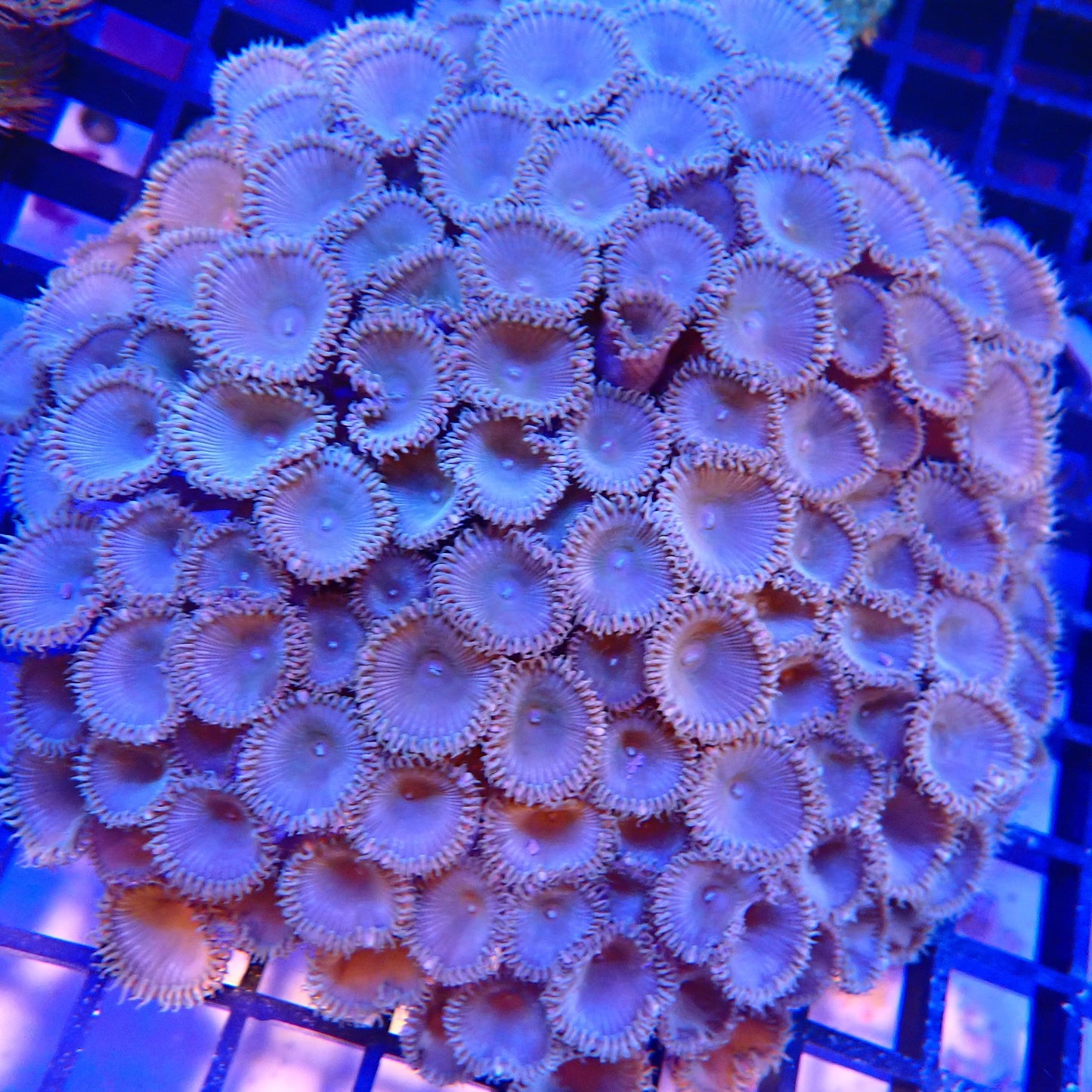 WYSIWYG - Zoa Colony