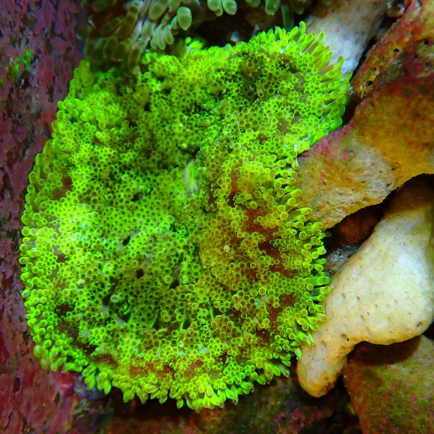 WYSIWYG - Mini Maxi Anemone