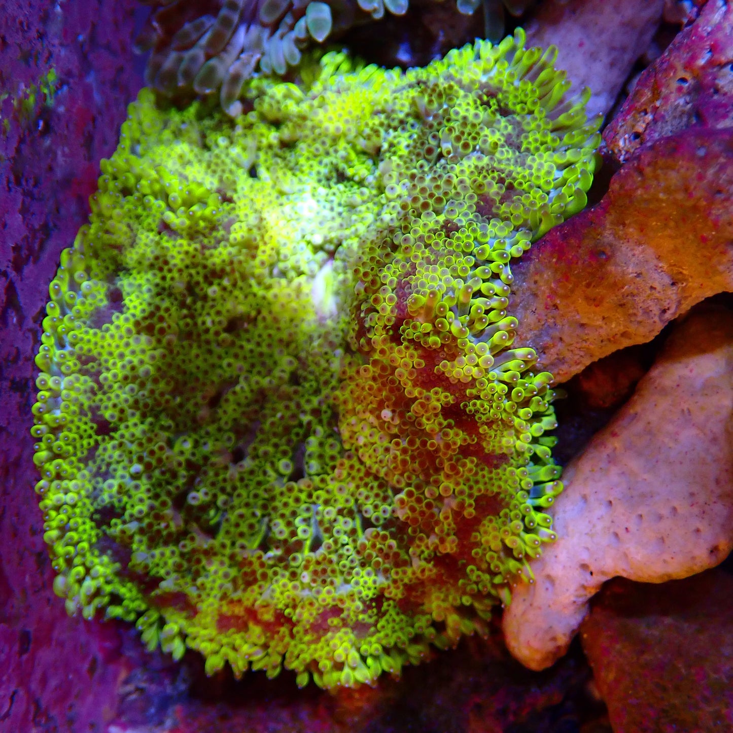 WYSIWYG - Mini Maxi Anemone
