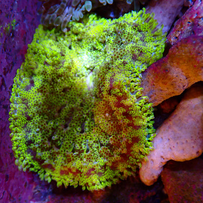 WYSIWYG - Mini Maxi Anemone