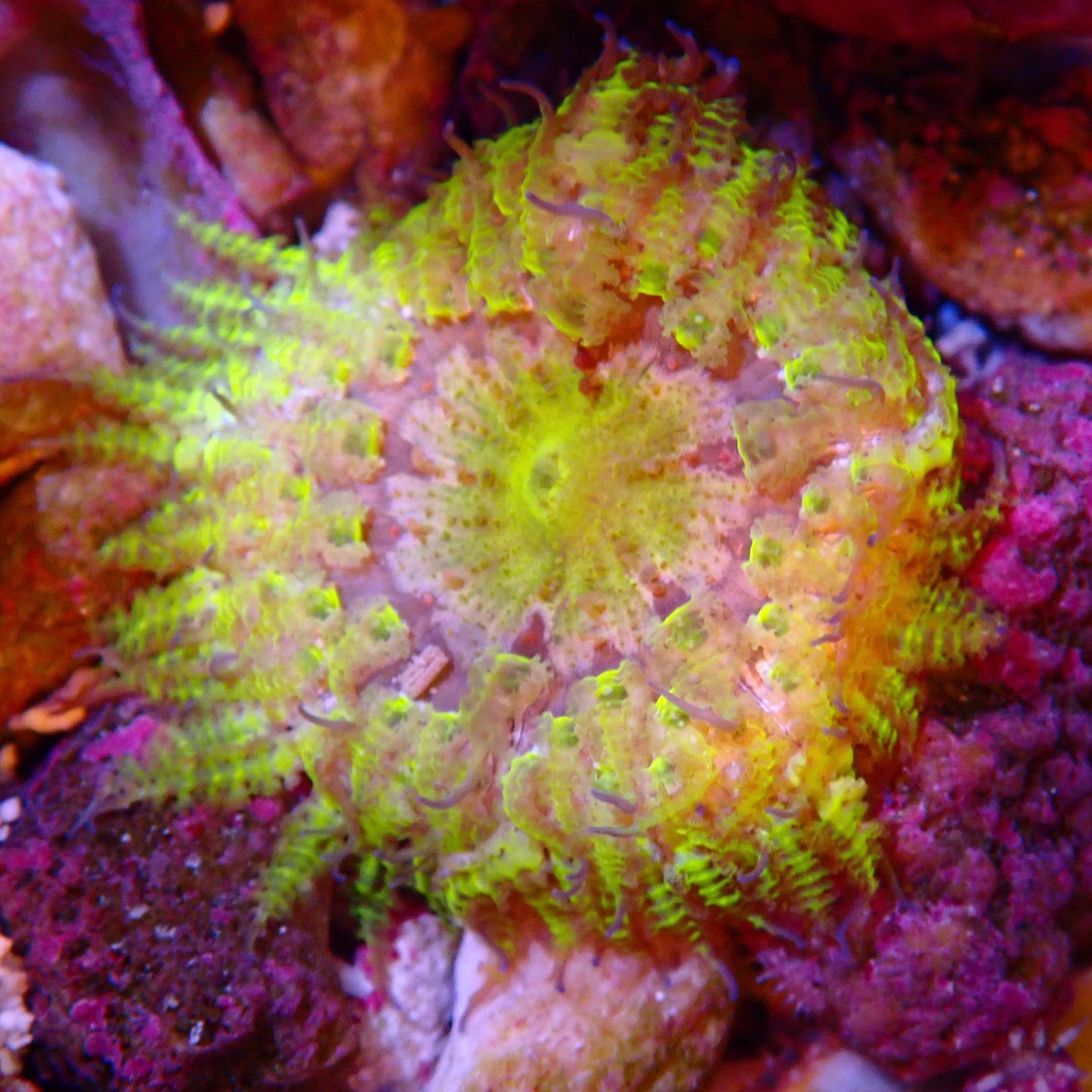 WYSIWYG - Rock Flower Anemone