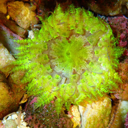 WYSIWYG - Rock Flower Anemone