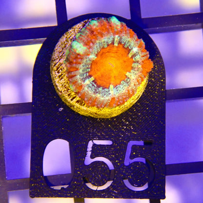 WYSIWYG 055