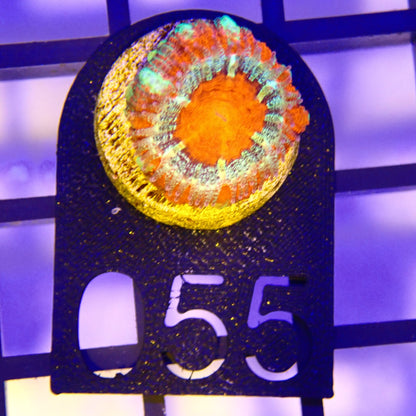 WYSIWYG 055