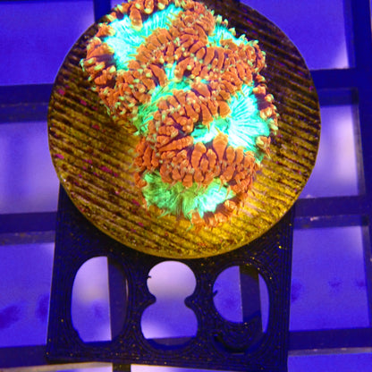WYSIWYG 089
