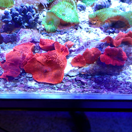 WYSIWYG Mushroom rock 5