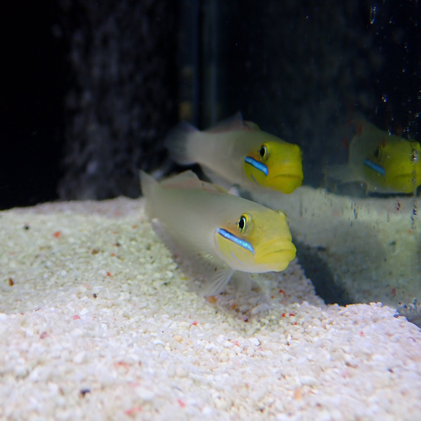 Gold Headed Goby