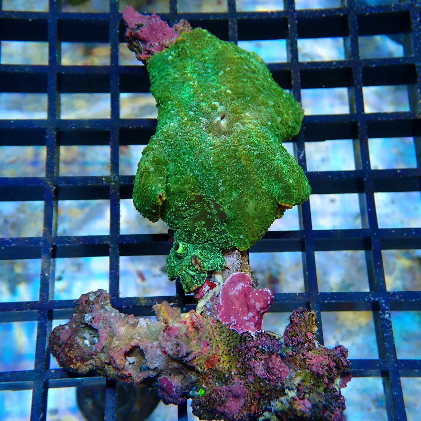 WYSIWYG Mushroom rock 5