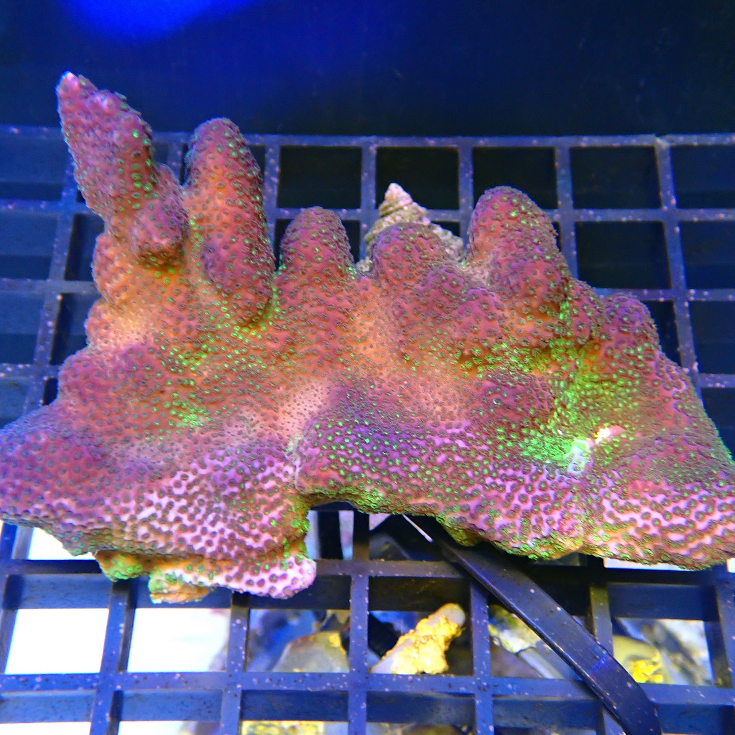 WYSIWYG Montipora 1