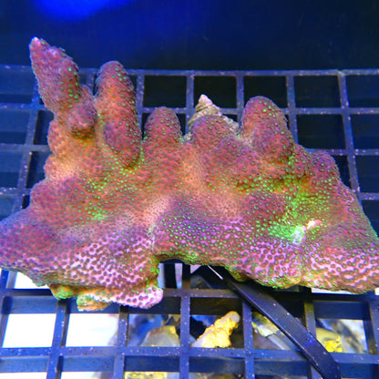 WYSIWYG Montipora 1