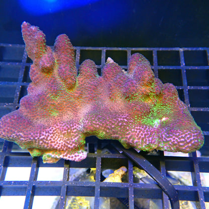 WYSIWYG Montipora 1