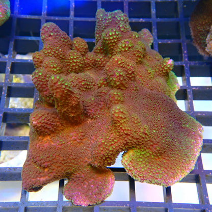 WYSIWYG Montipora