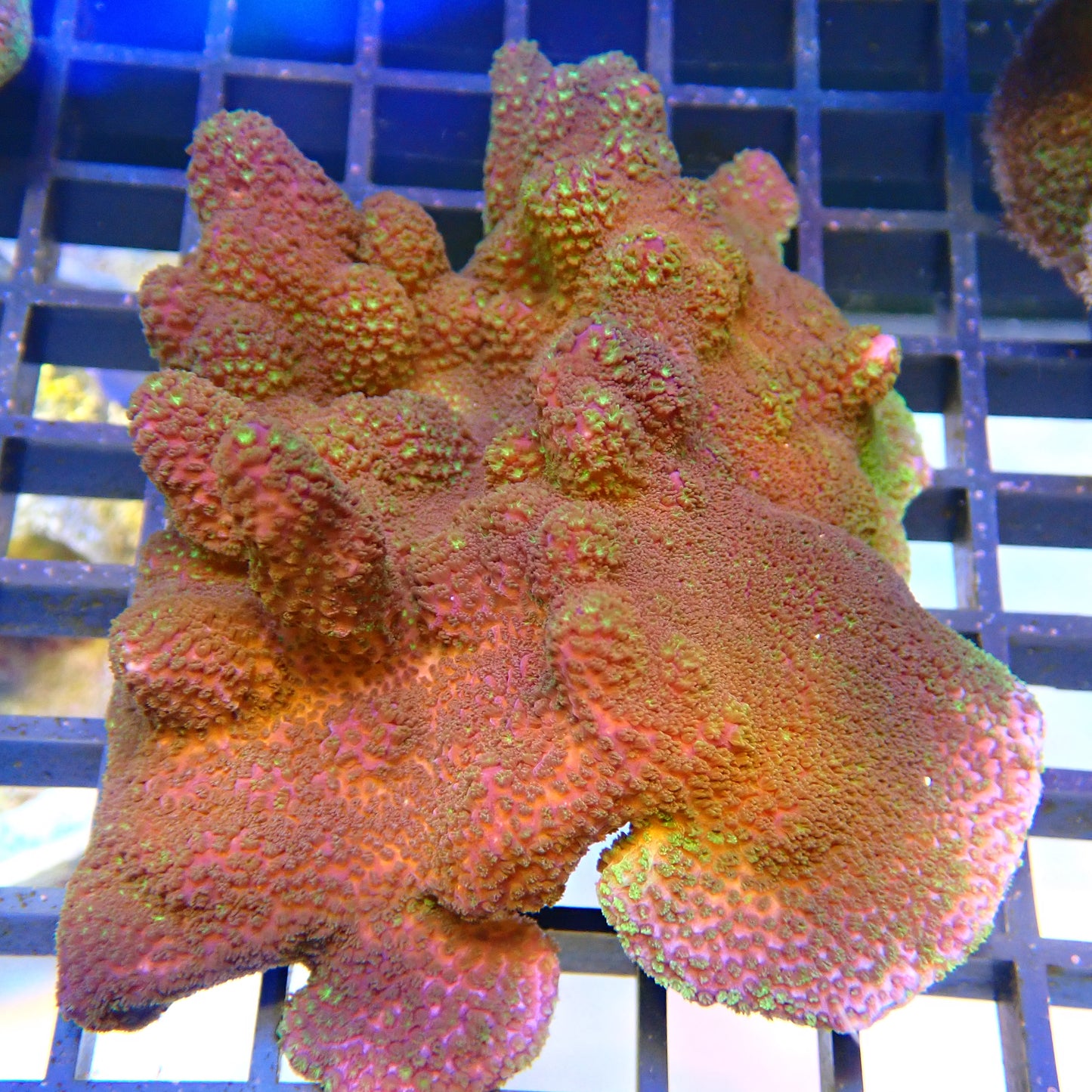 WYSIWYG Montipora