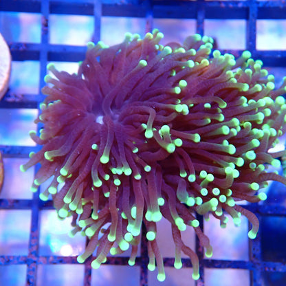 Purple Stem Green Tip Torch