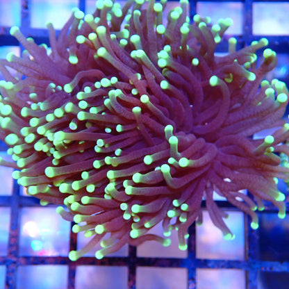 Purple Stem Green Tip Torch
