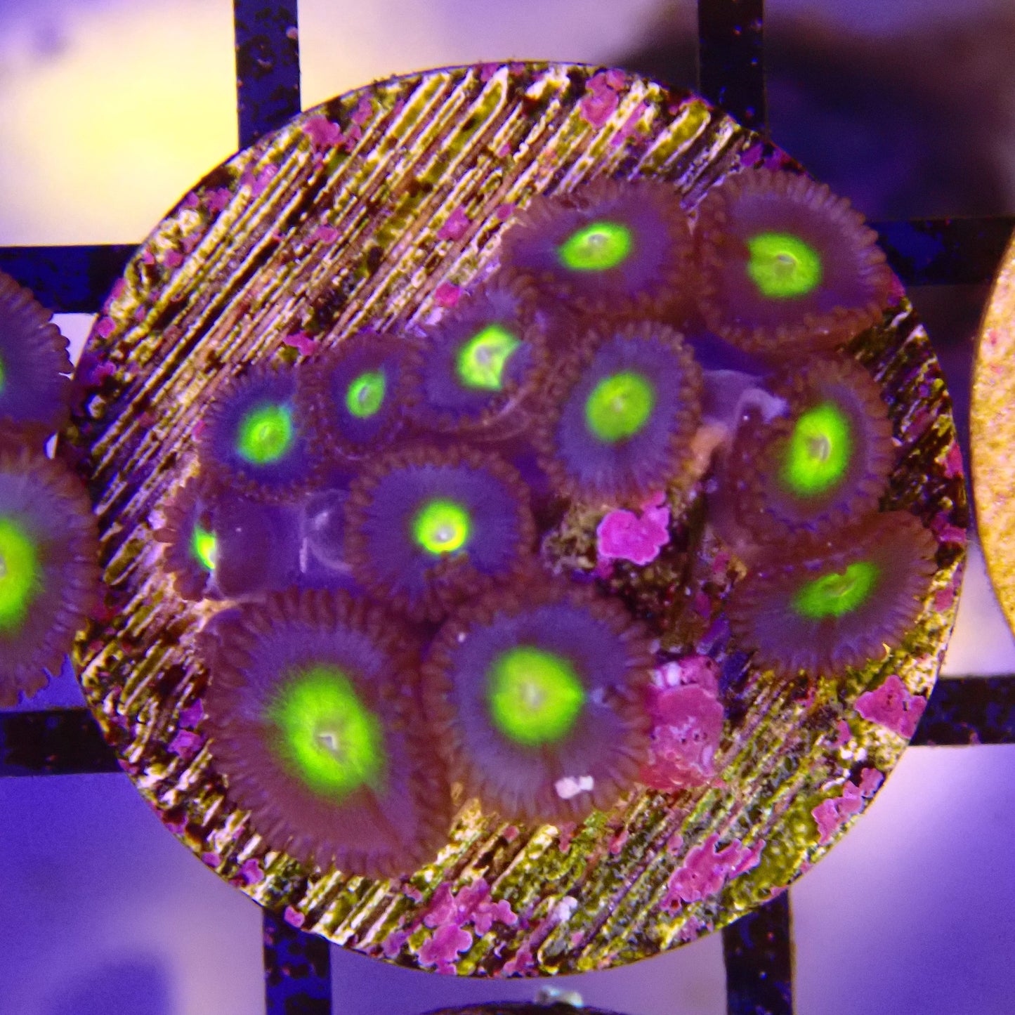 WYSIWYG - AOI Zoanthid Frag 041