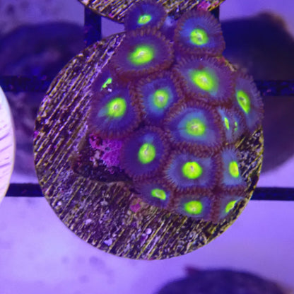 WYSIWYG - AOI Zoanthid Frag 099