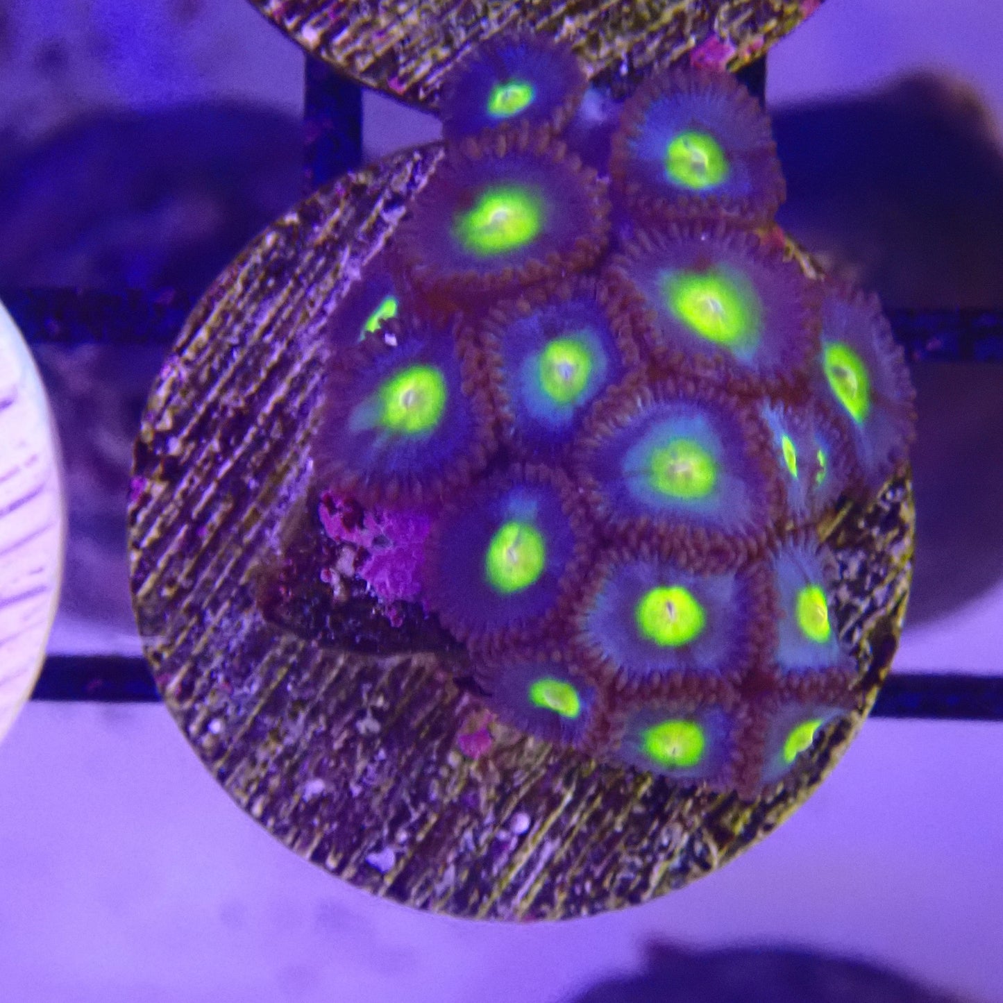 WYSIWYG - AOI Zoanthid Frag 099