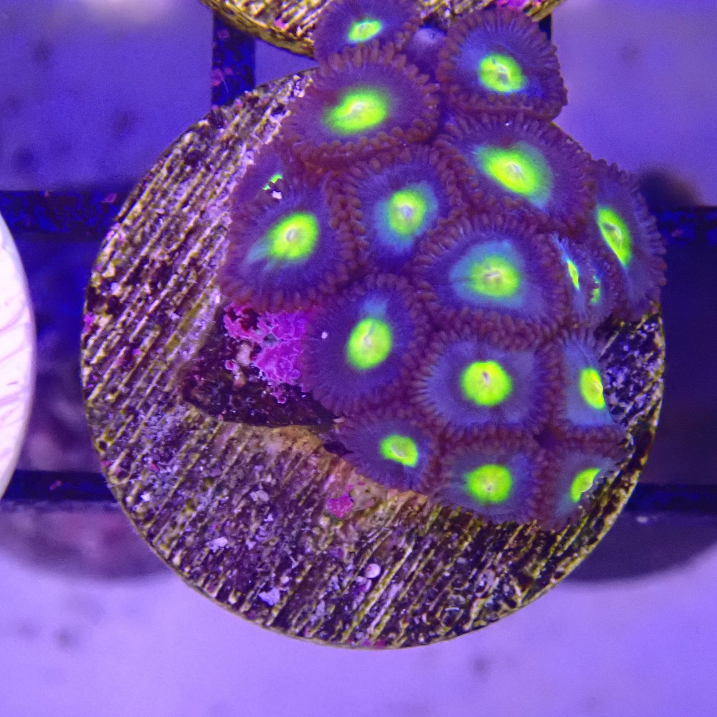 WYSIWYG - AOI Zoanthid Frag 099