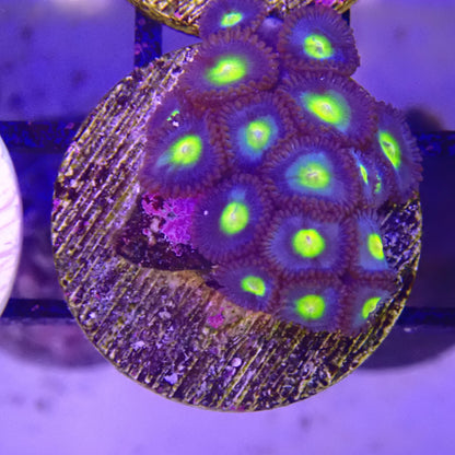 WYSIWYG - AOI Zoanthid Frag 099